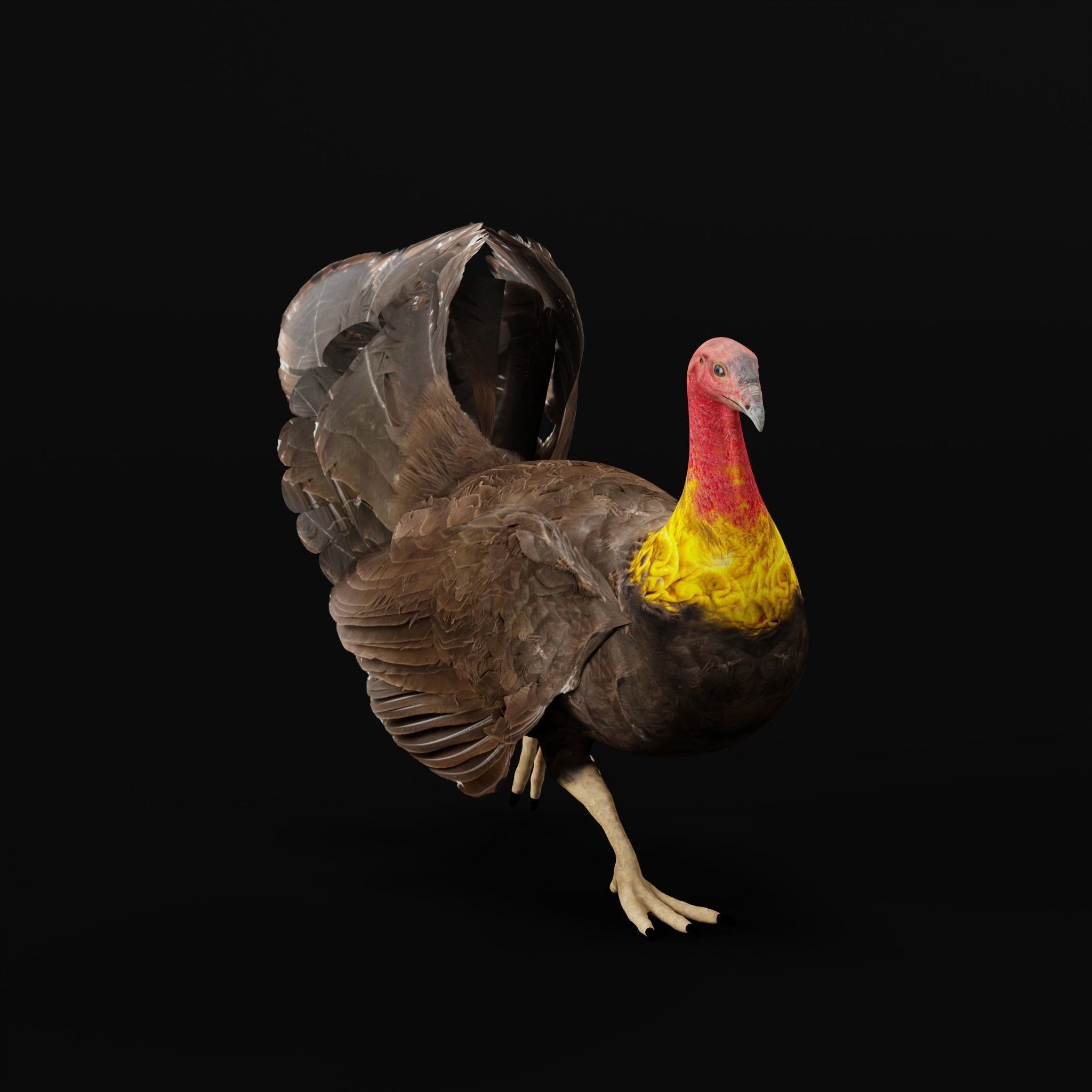Australian brush turkey bird Low-poly 3D model_4