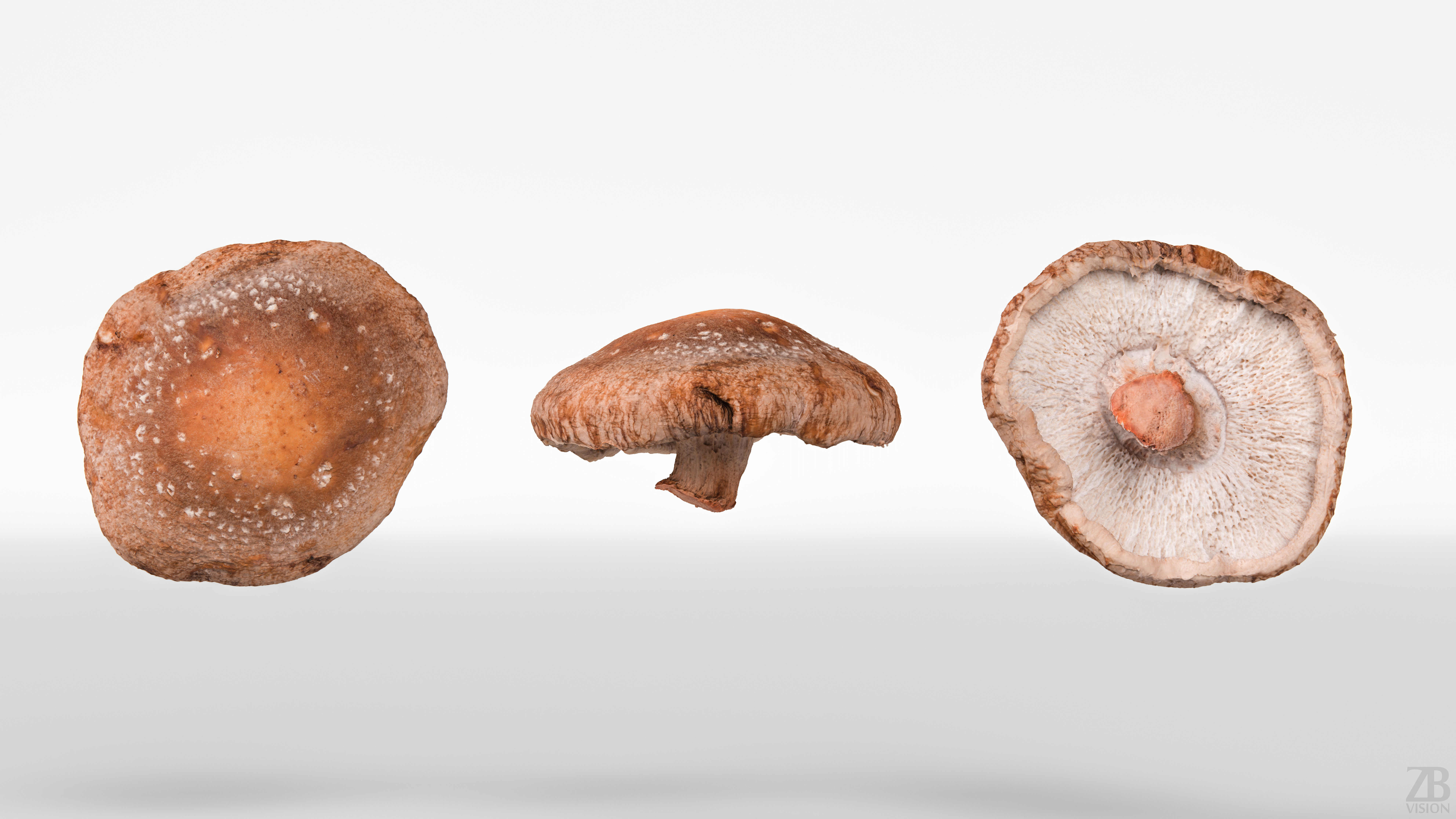 Mushroom 3D model_4