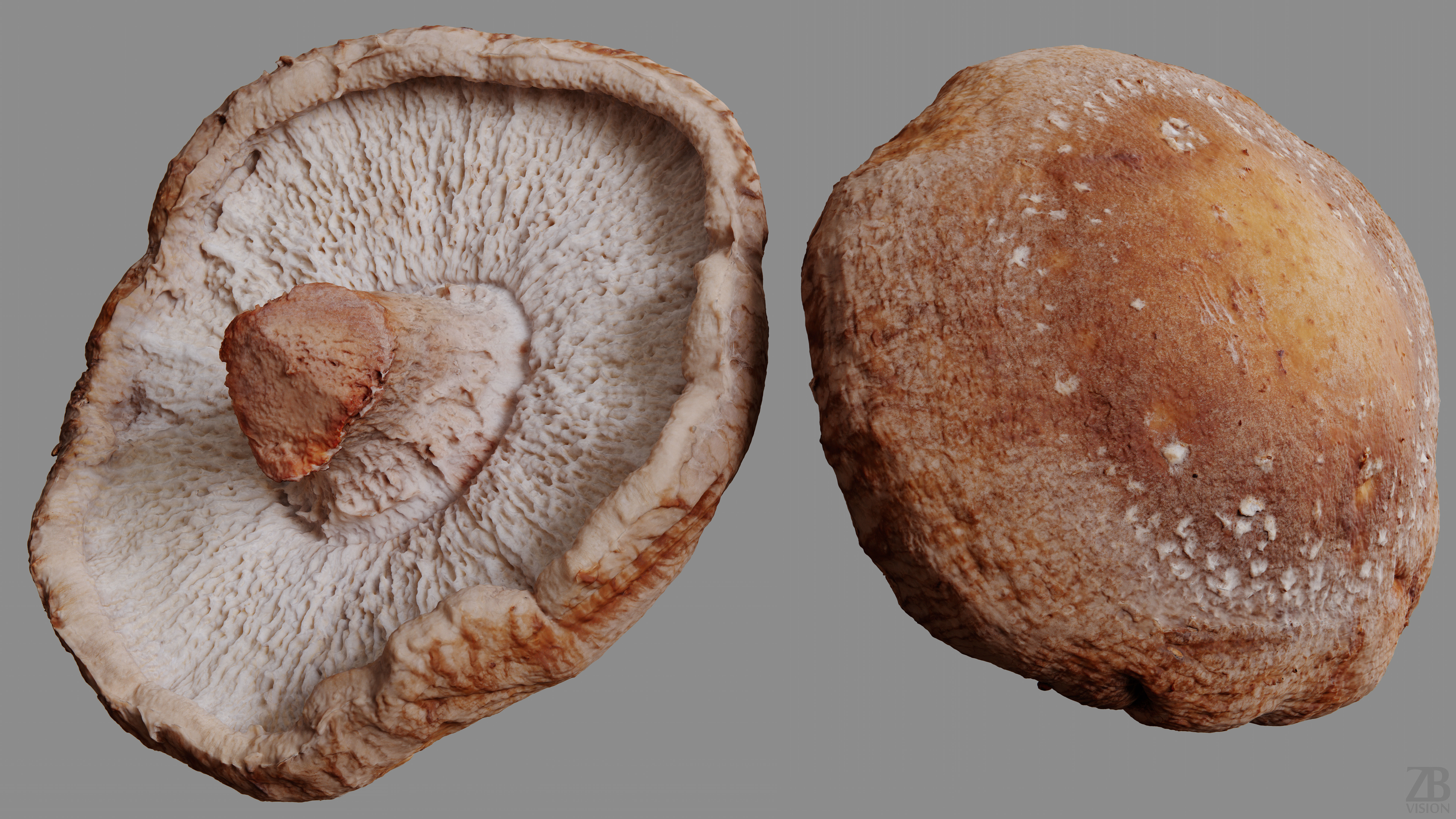 Mushroom 3D model_9