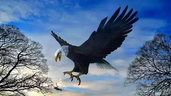 Eagle Attack 