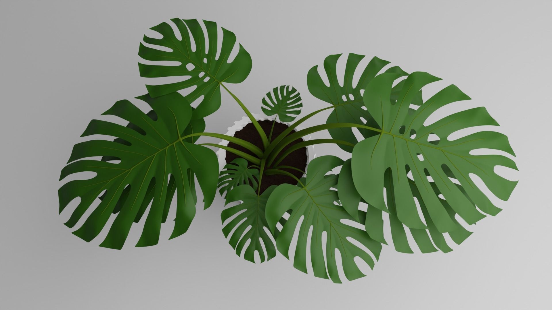 Indoor Plant 3D Model Collection_109