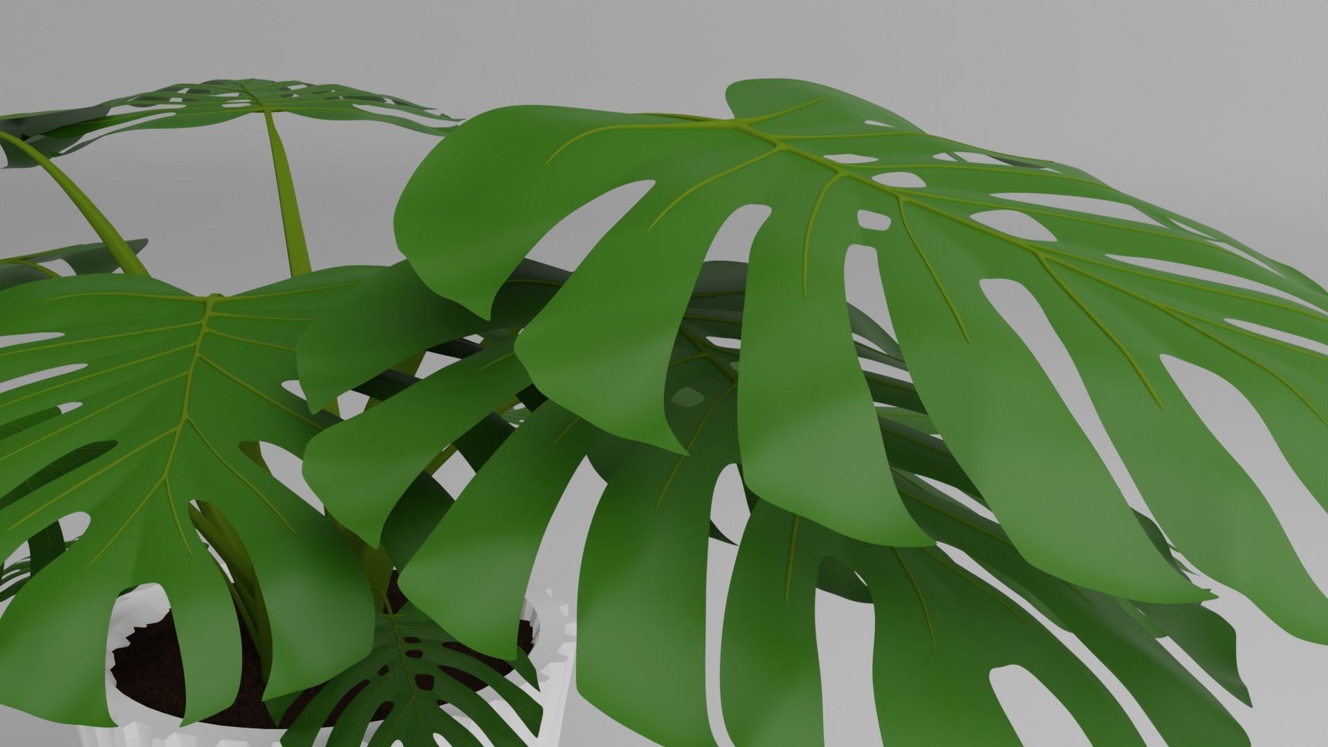 Indoor Plant 3D Model Collection_110
