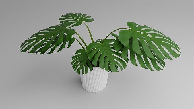 Indoor Plant 3D Model Collection_108