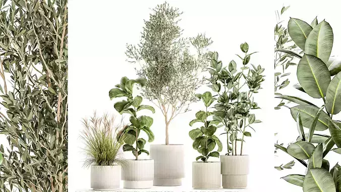 Set of plants white modern pots ficus lyrata olive tree 1456