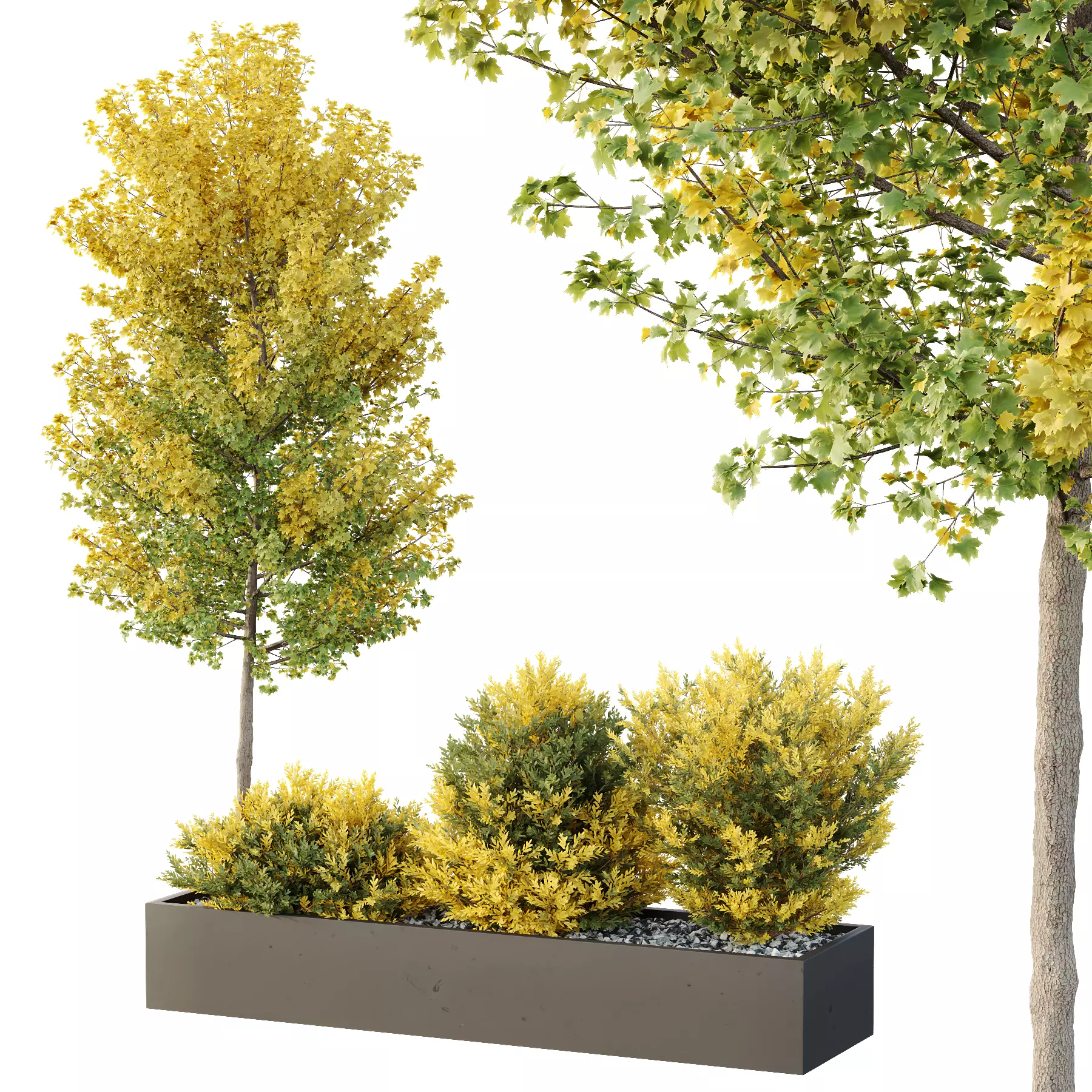 Box Bush Three HQ Tree and bush garden box outdoor VOL 42 3D model | CGTrader