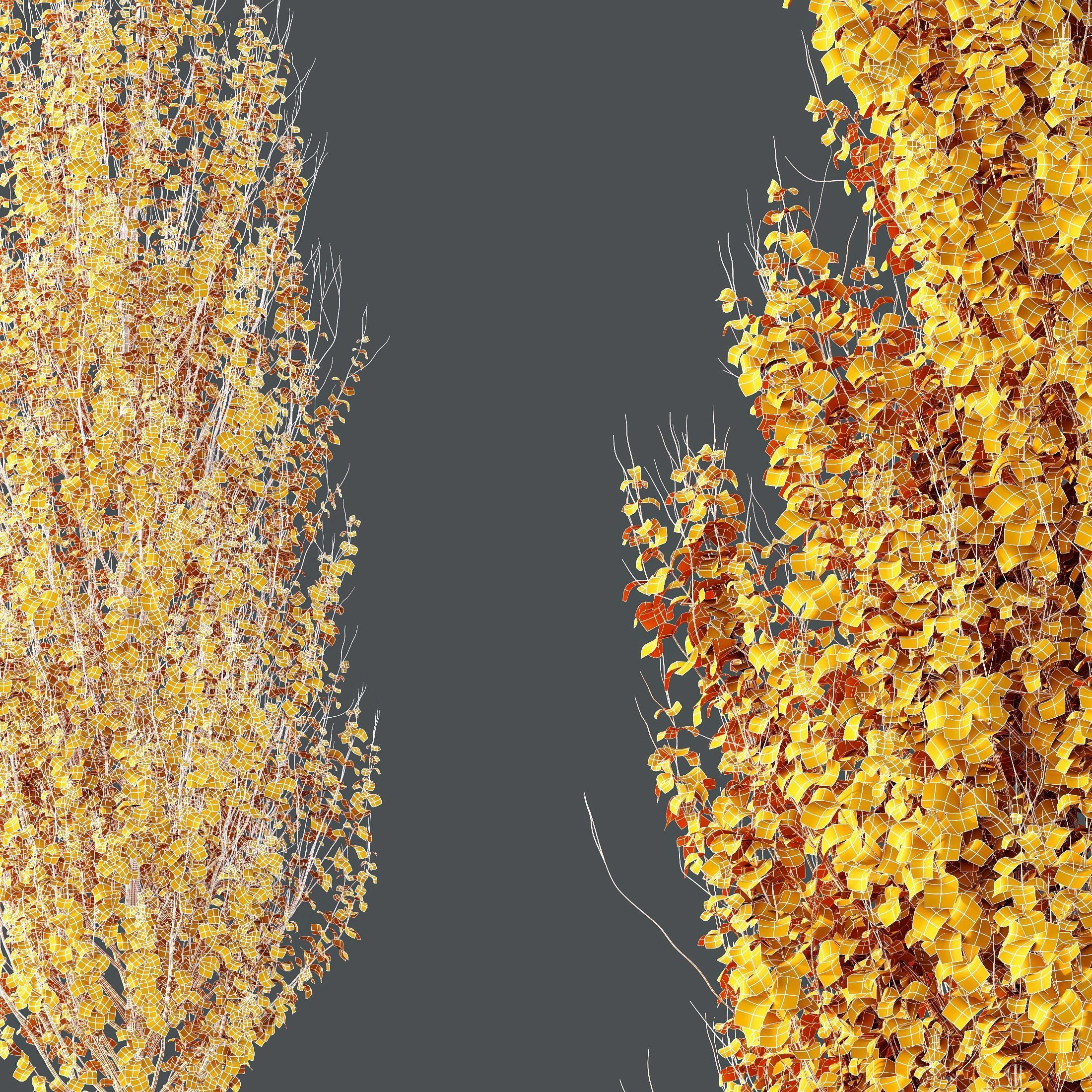 HQ Plants Acer X freemanii Freeman Maple Sapindaceae Set05 3D model_4