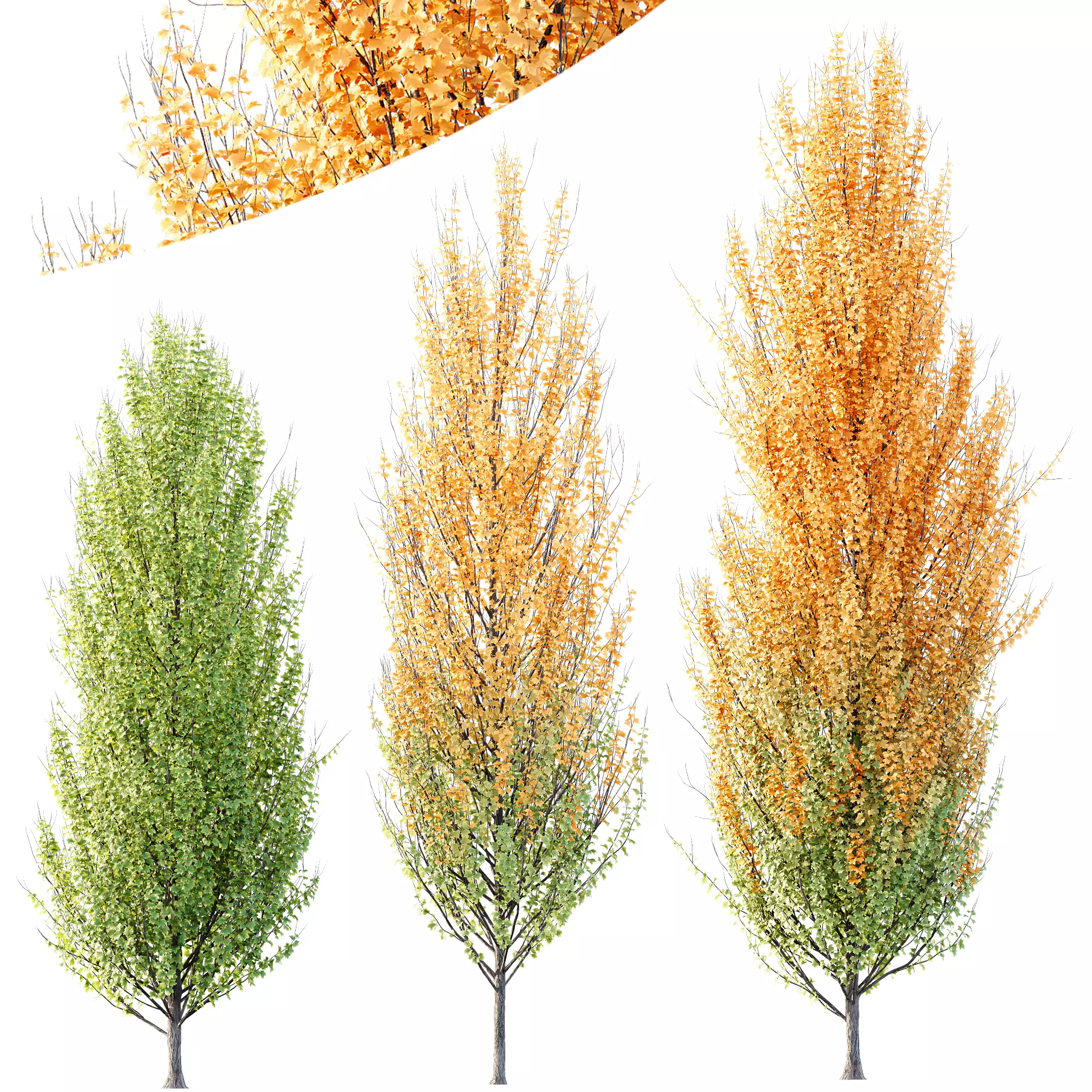 HQ Plants Acer X freemanii Freeman Maple Sapindaceae Set05 3D model_0
