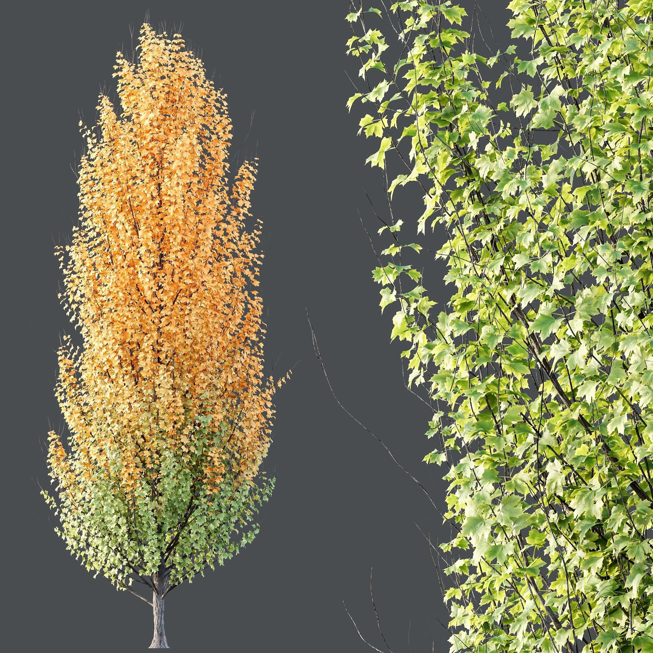 HQ Plants Acer X freemanii Freeman Maple Sapindaceae Set05 3D model_2