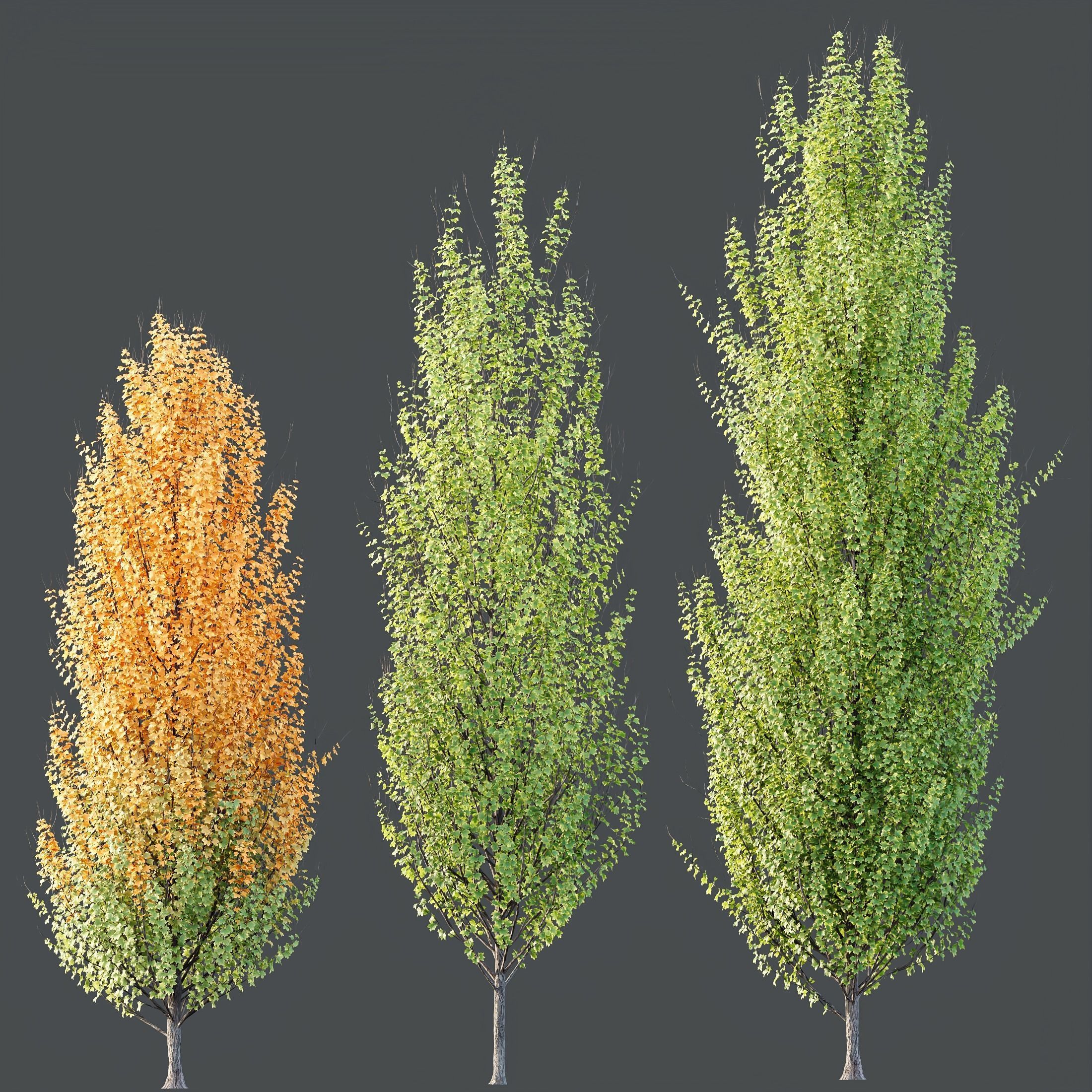 HQ Plants Acer X freemanii Freeman Maple Sapindaceae Set05 3D model_1