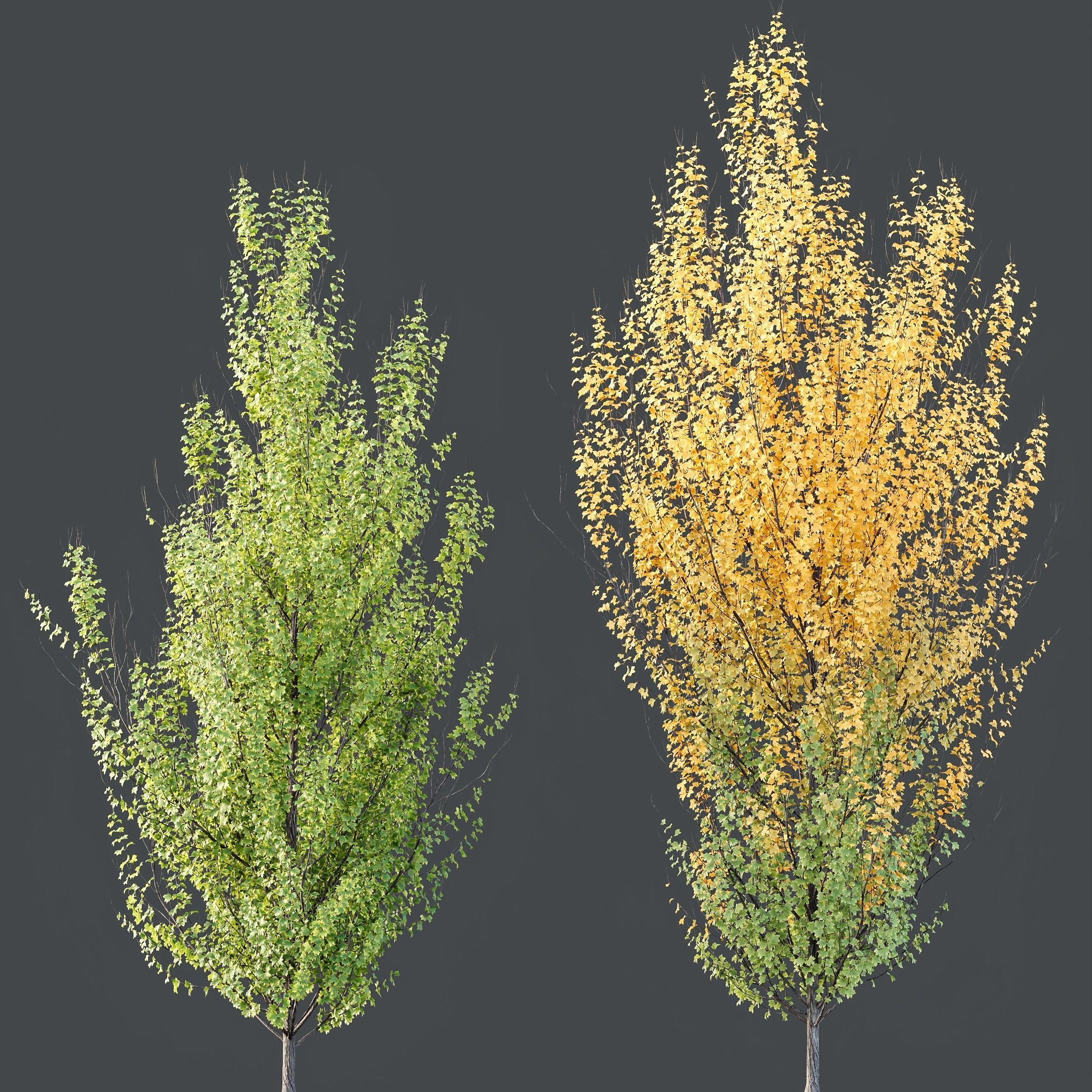 HQ Plants Acer X freemanii Freeman Maple Sapindaceae Set06 3D model_2