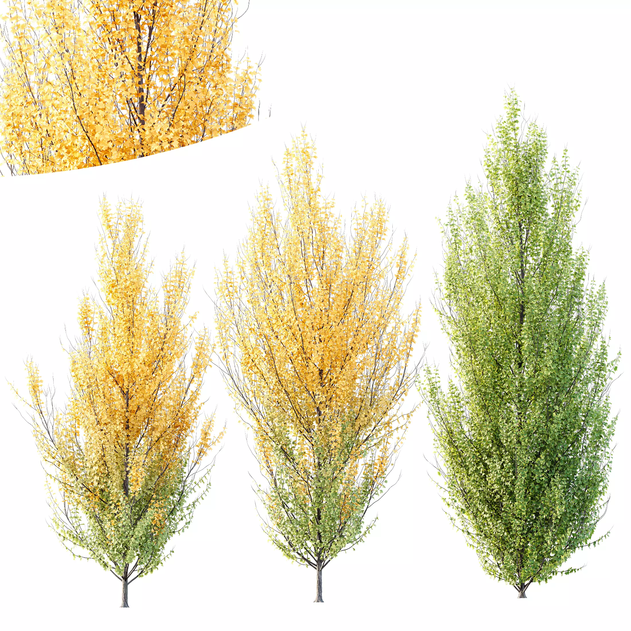 HQ Plants Acer X freemanii Freeman Maple Sapindaceae Set06 3D model_0