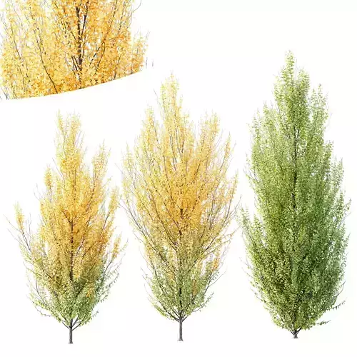 HQ Plants Acer X freemanii Freeman Maple Sapindaceae Set06 3D model