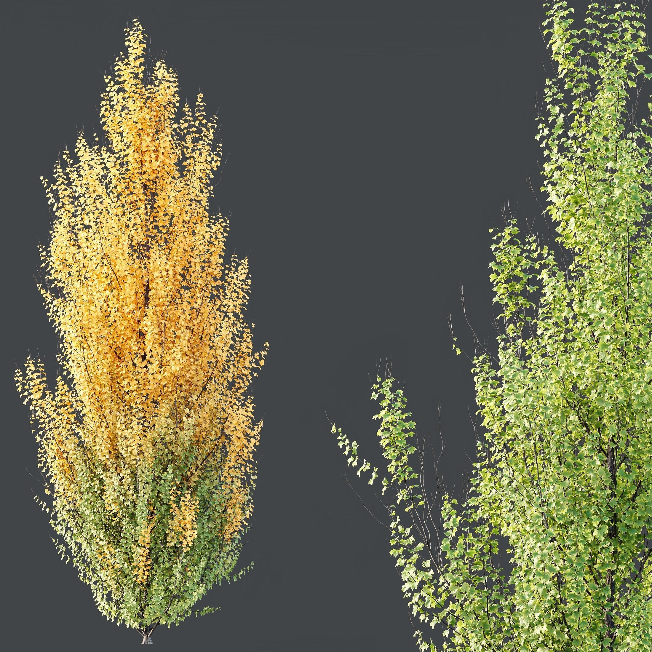 HQ Plants Acer X freemanii Freeman Maple Sapindaceae Set06 3D model_1