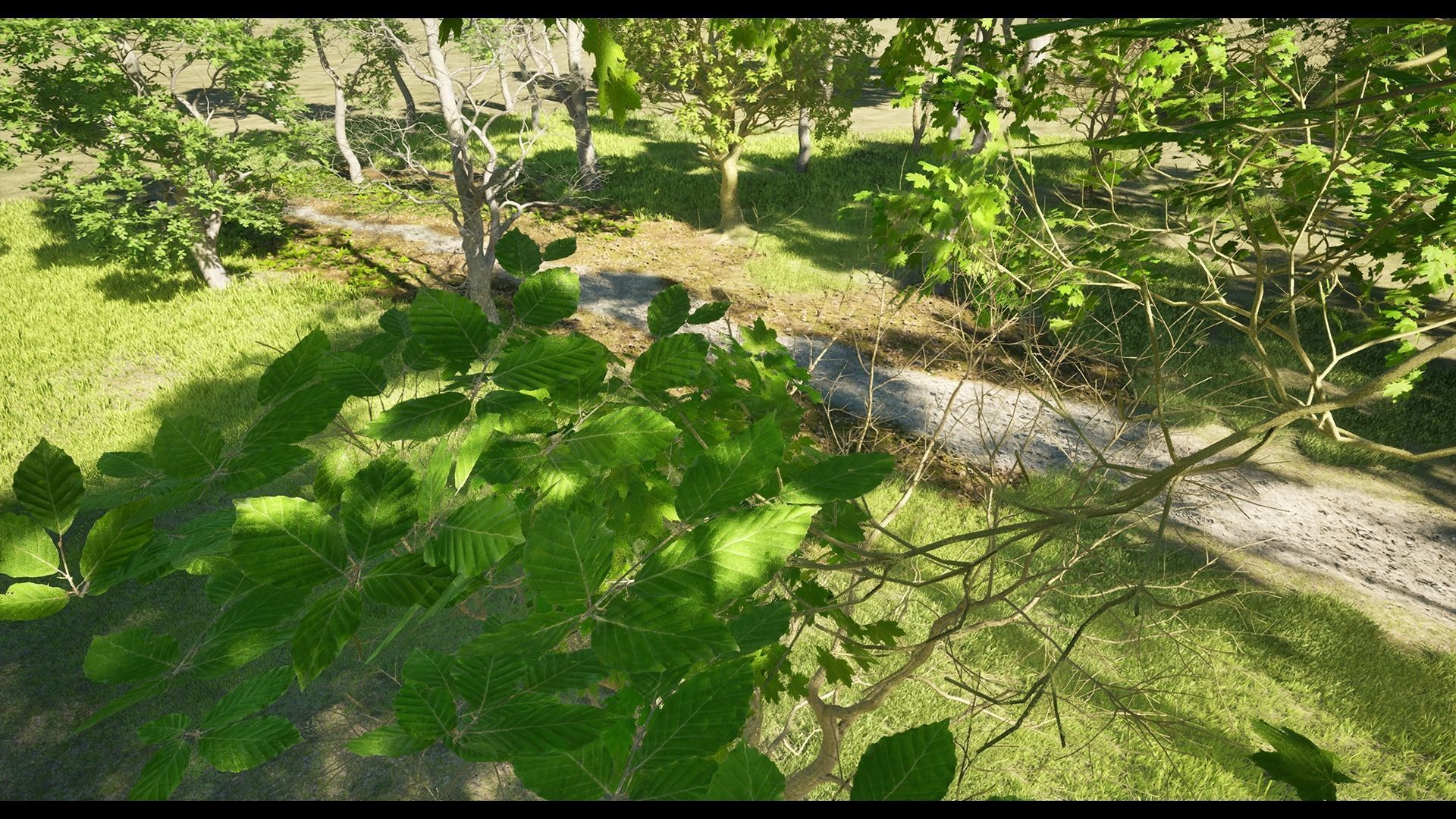 Forest Oak Birch Beech Maple Nanite Unreal Engine 5 Low-poly 3D model_25