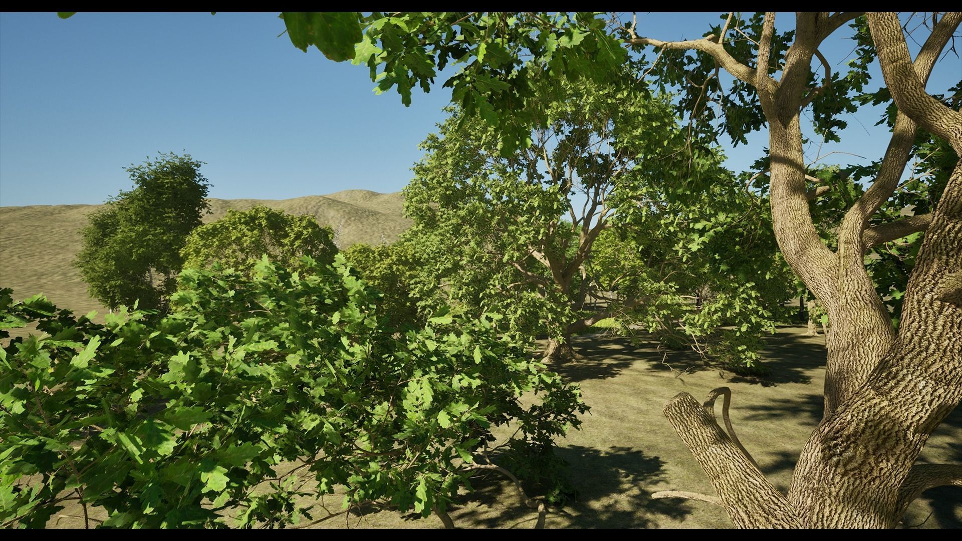 Forest Oak Birch Beech Maple Nanite Unreal Engine 5 Low-poly 3D model_28