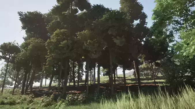 Forest Oak Birch Beech Maple Nanite Unreal Engine 5 Low-poly 3D model Forest Oak Birch Beech Maple Nanite Unreal Engine 5 Low-poly 3D model