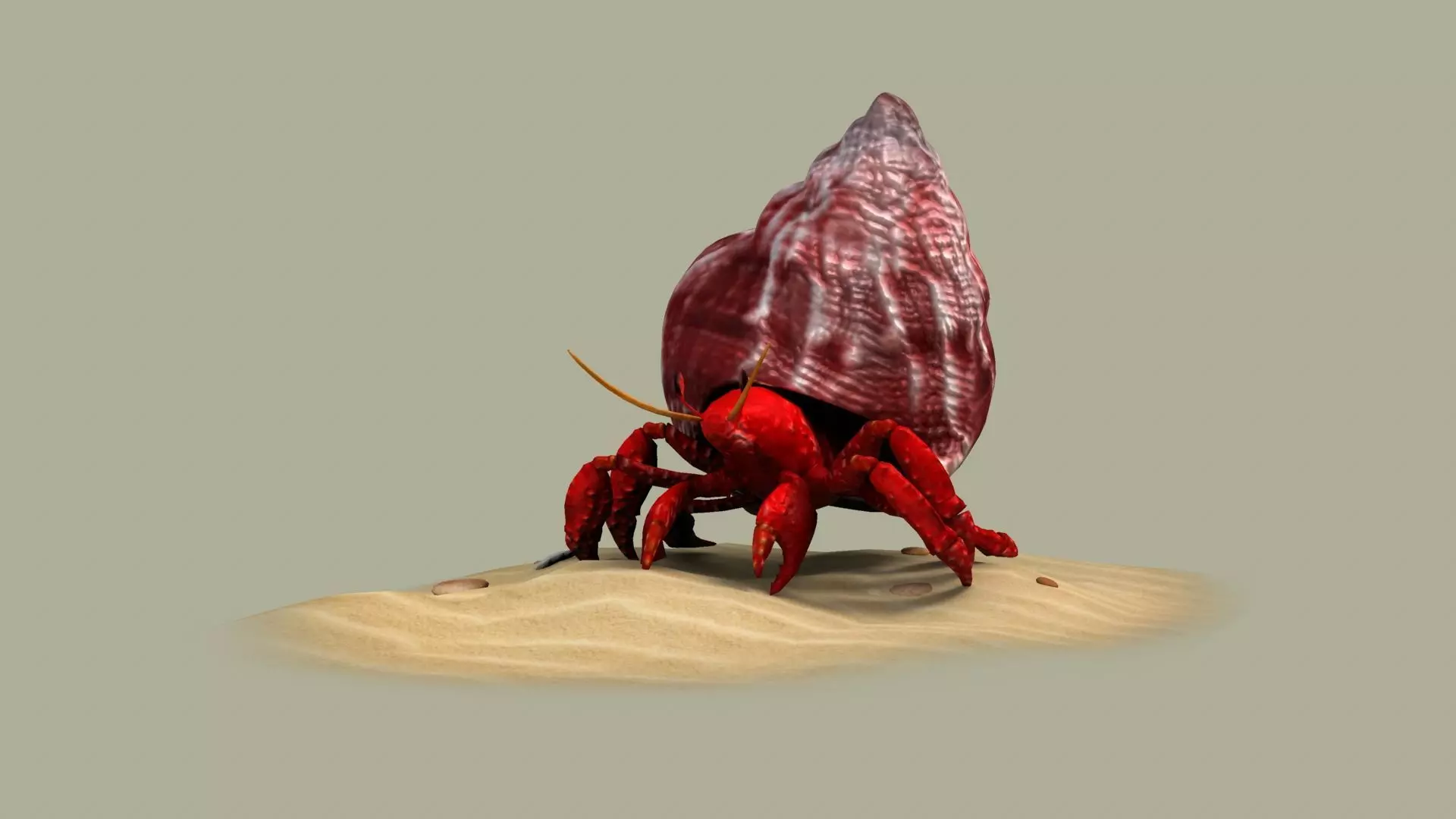 Hermit Crab animal shell crustacean nature perlatus sand 3D model
