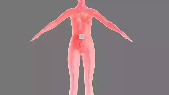 Stomach patch magnetic patch animation 3D model
