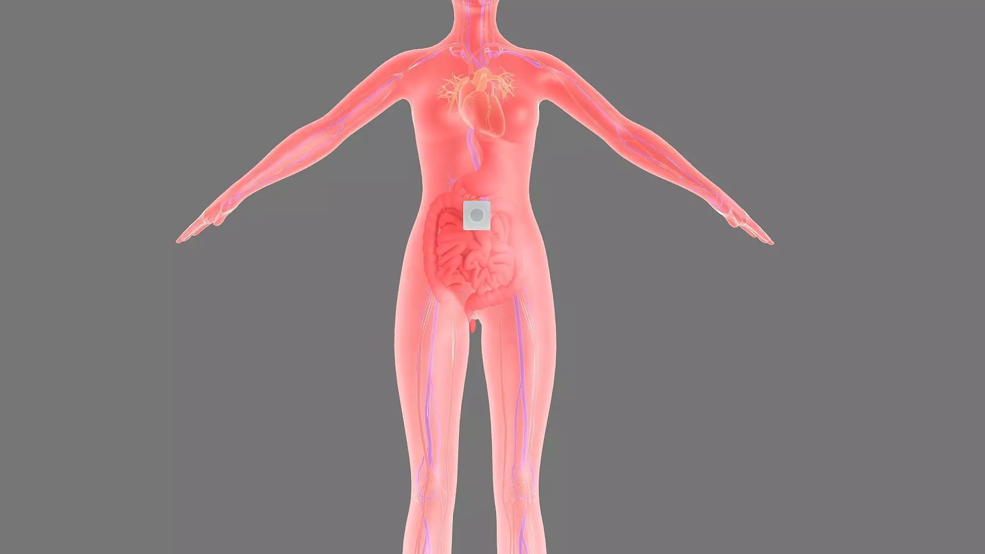 Stomach patch magnetic patch animation 3D model_0