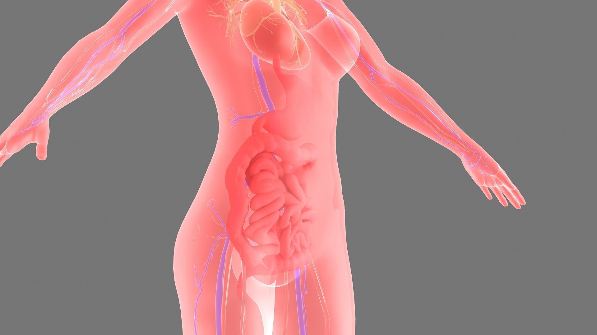 Stomach patch magnetic patch animation 3D model_4