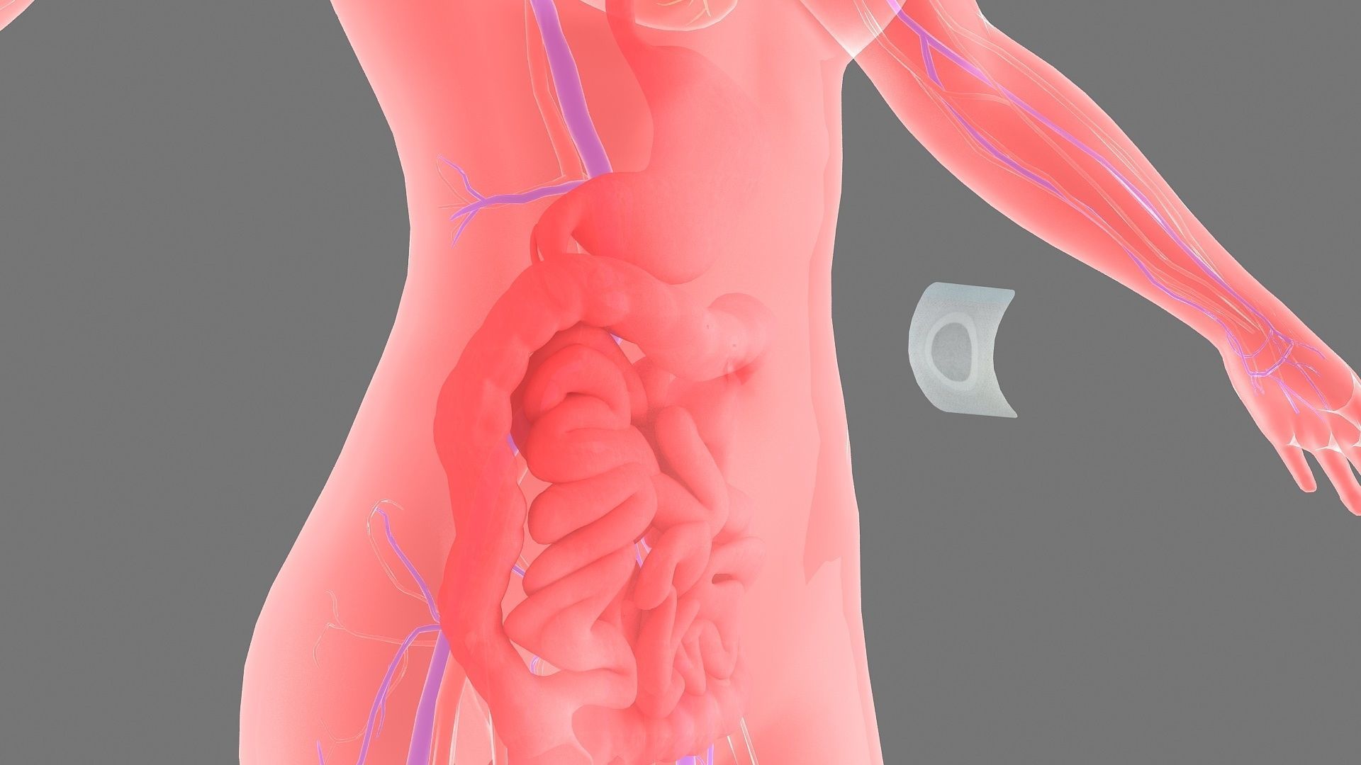 Stomach patch magnetic patch animation 3D model_3