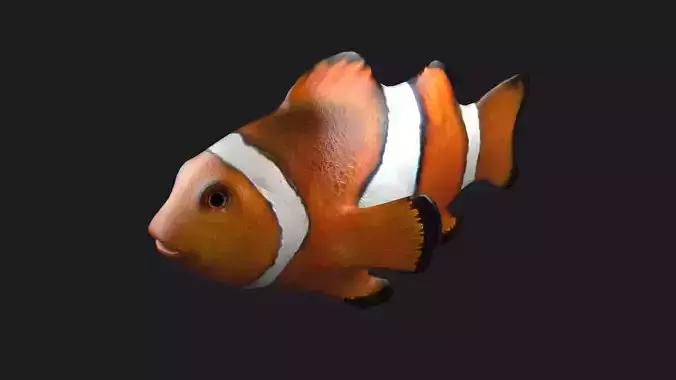 Clownfish Anemonefish Ocellaris fish aquarium tropical sea 3D model