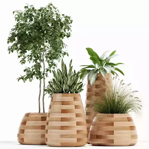 Potting Modern Plant