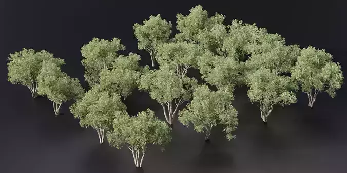 Shrubs Collection vol 241