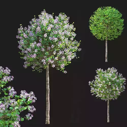 Syringa meyeri Palibin trees