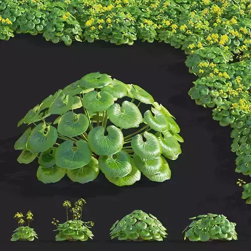  Farfugium japonicum flower