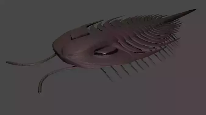 Redlichiida Trilobite