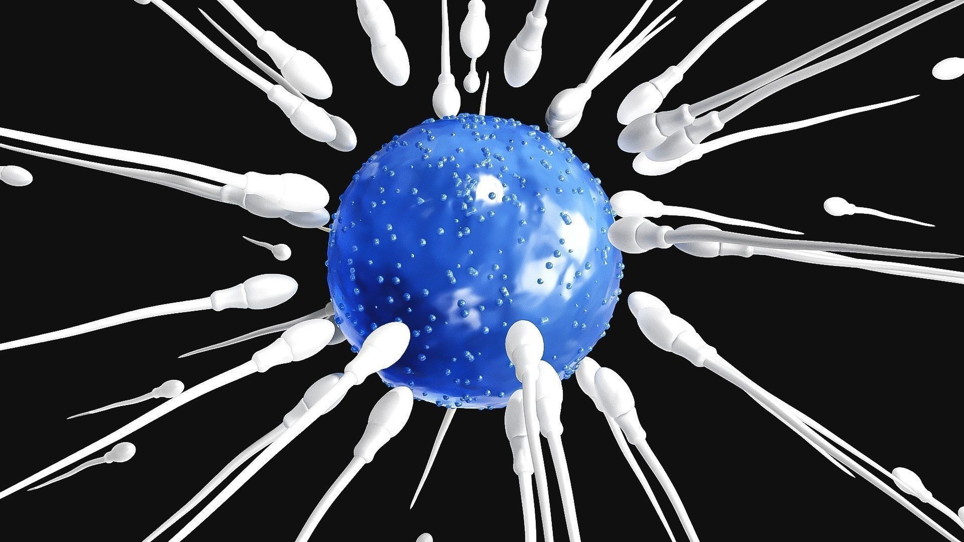 Sperm Cell  With  Egg   Low-poly 3D model_4