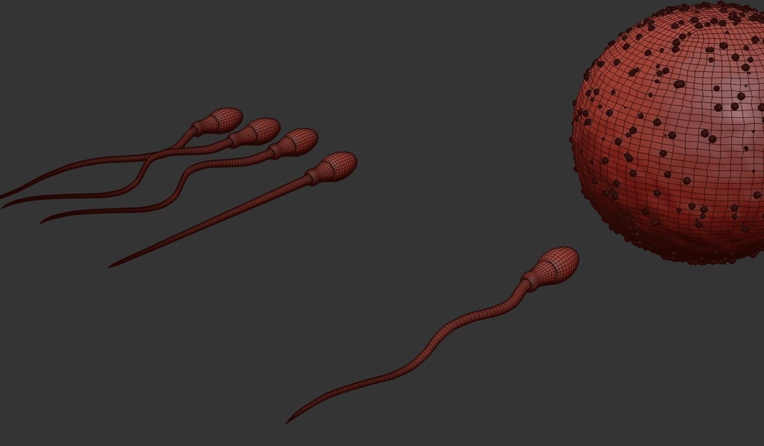 Sperm Cell  With  Egg   Low-poly 3D model_15