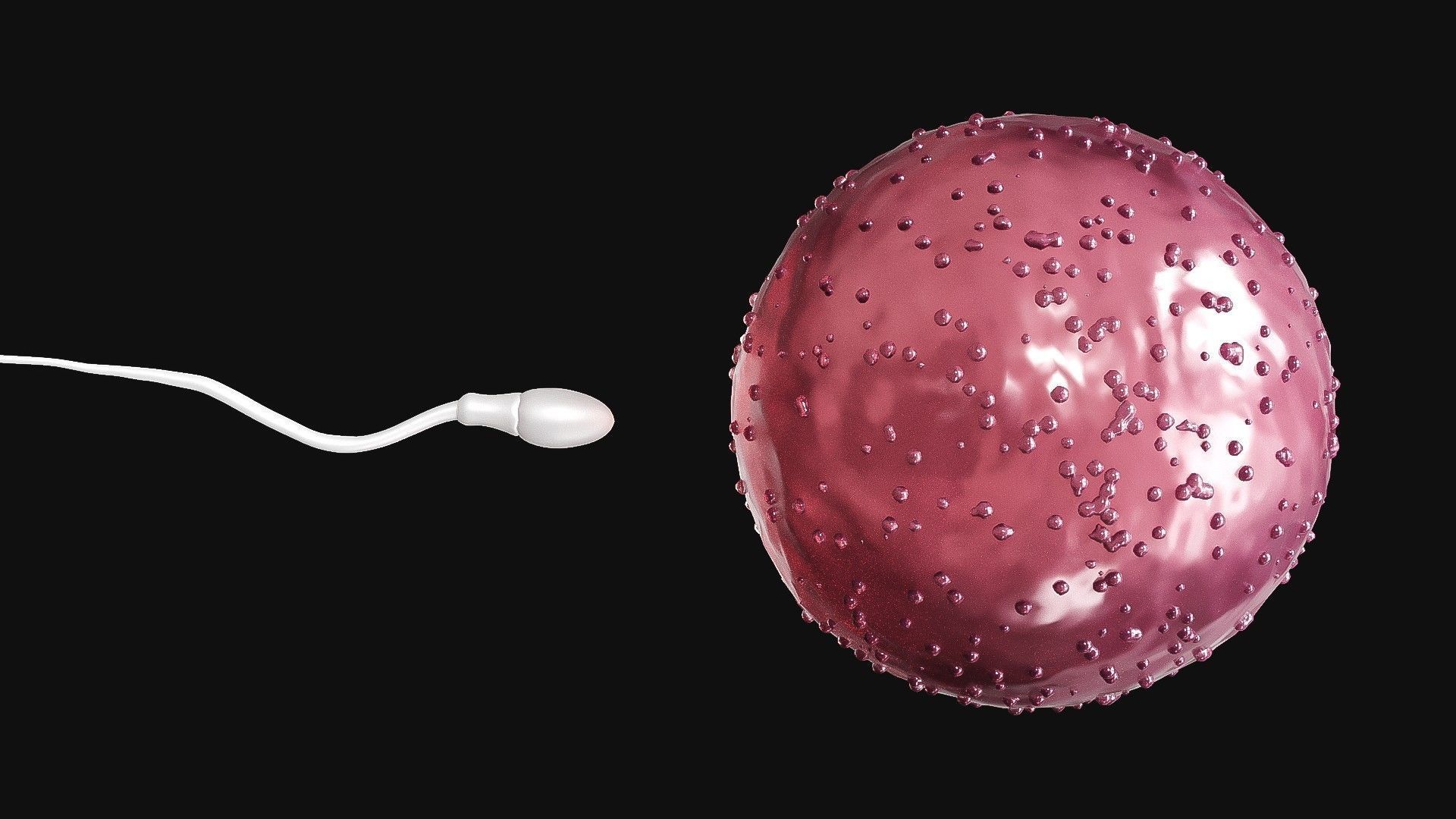 Sperm Cell  With  Egg   Low-poly 3D model_6