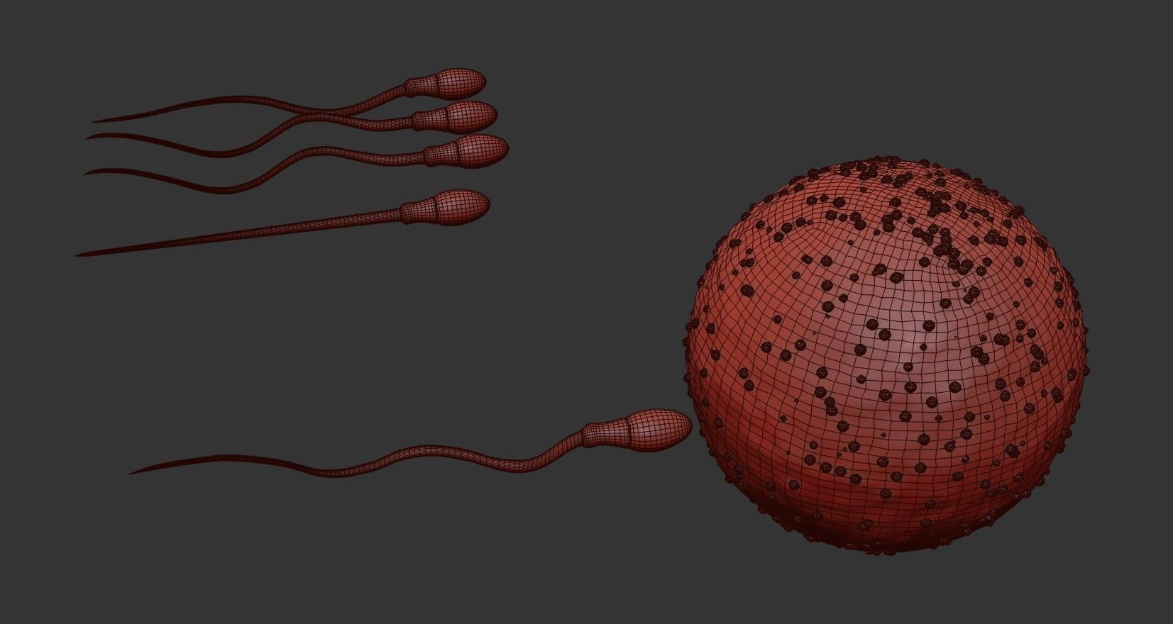Sperm Cell  With  Egg   Low-poly 3D model_12