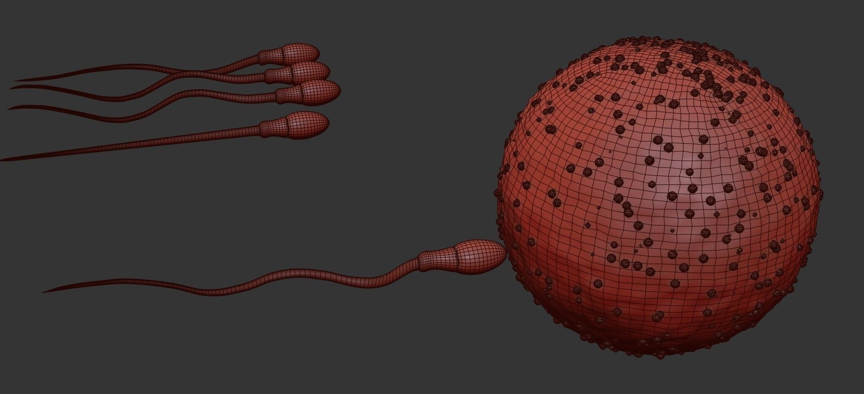 Sperm Cell  With  Egg   Low-poly 3D model_14
