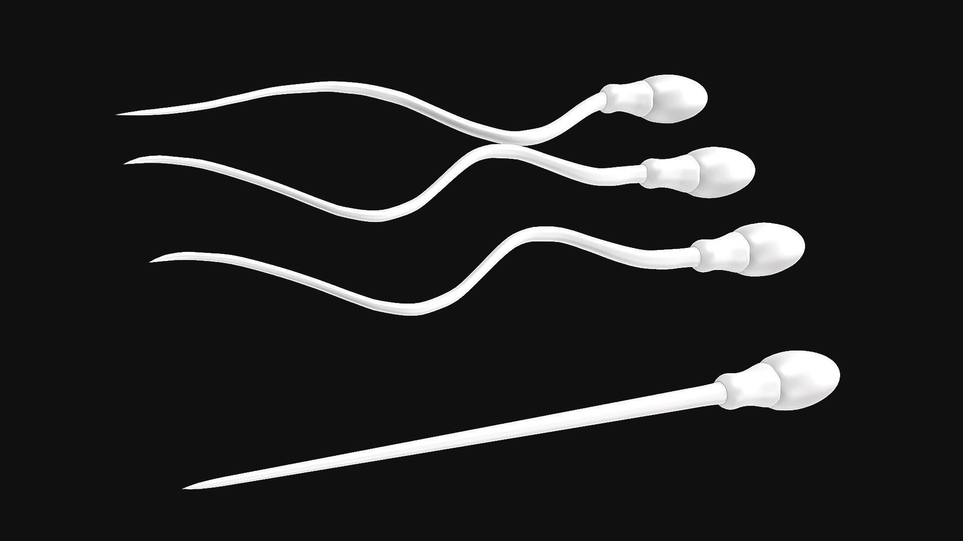 Sperm Cell  With  Egg   Low-poly 3D model_2