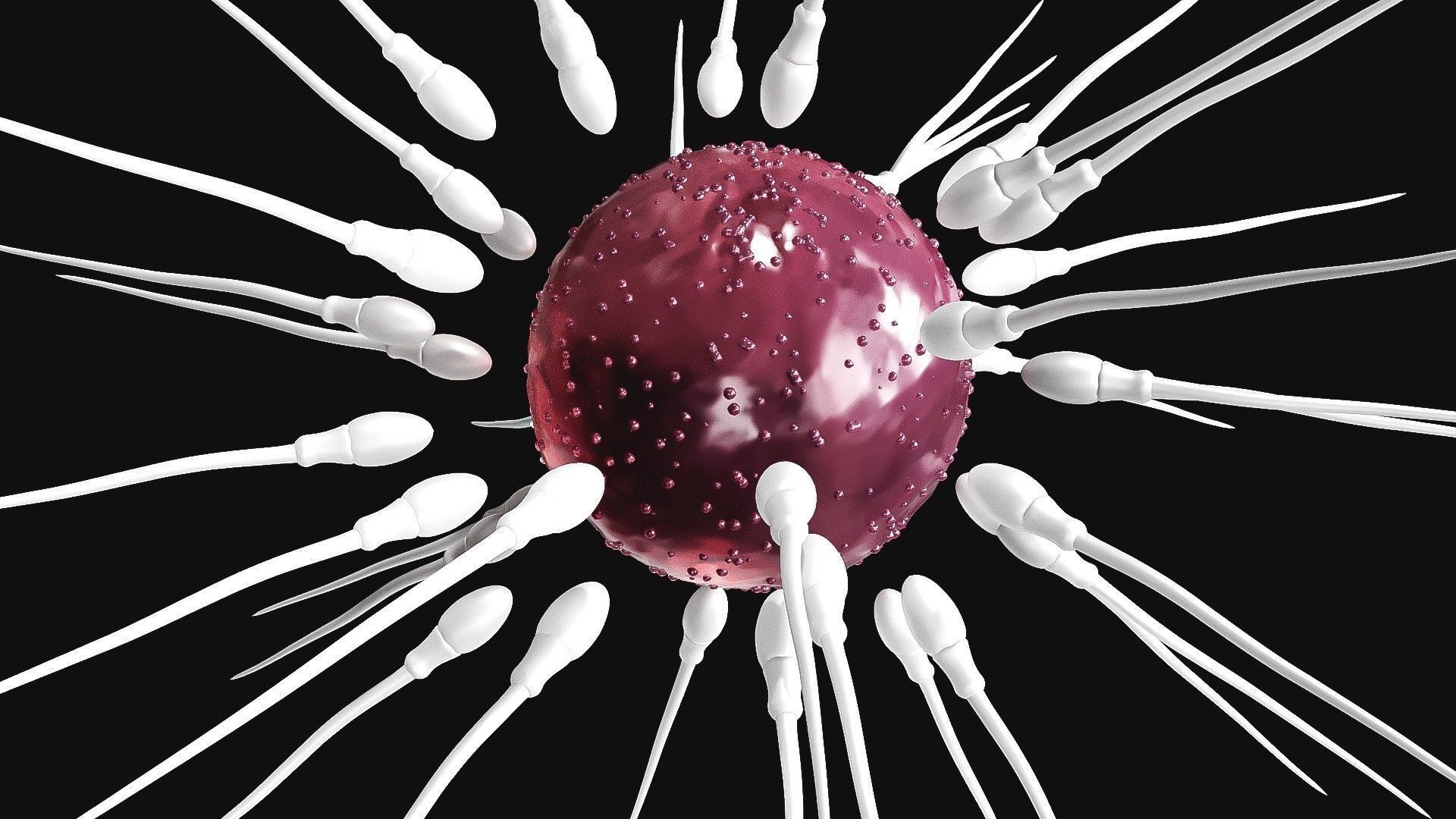 Sperm Cell  With  Egg   Low-poly 3D model_3