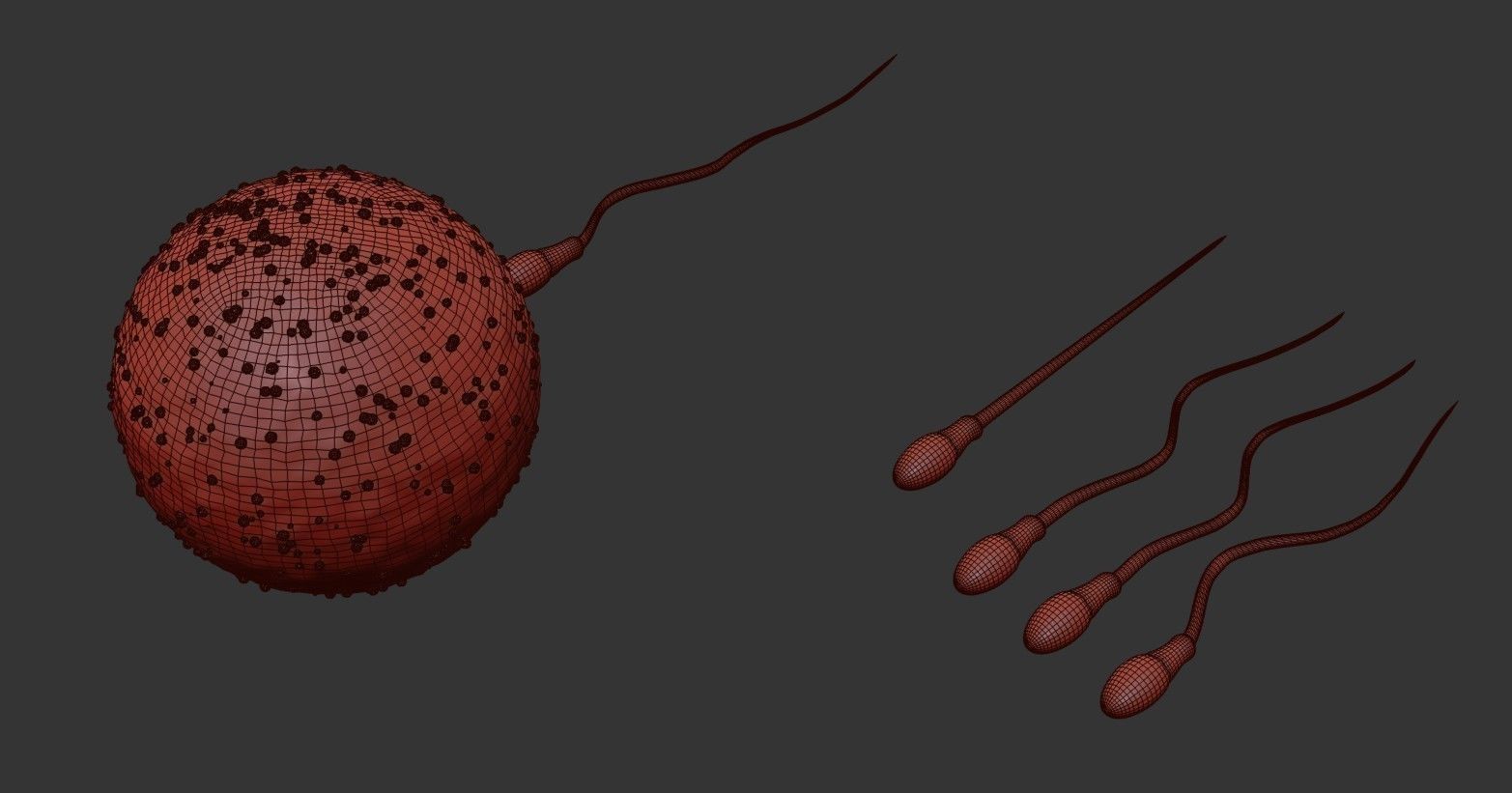 Sperm Cell  With  Egg   Low-poly 3D model_13