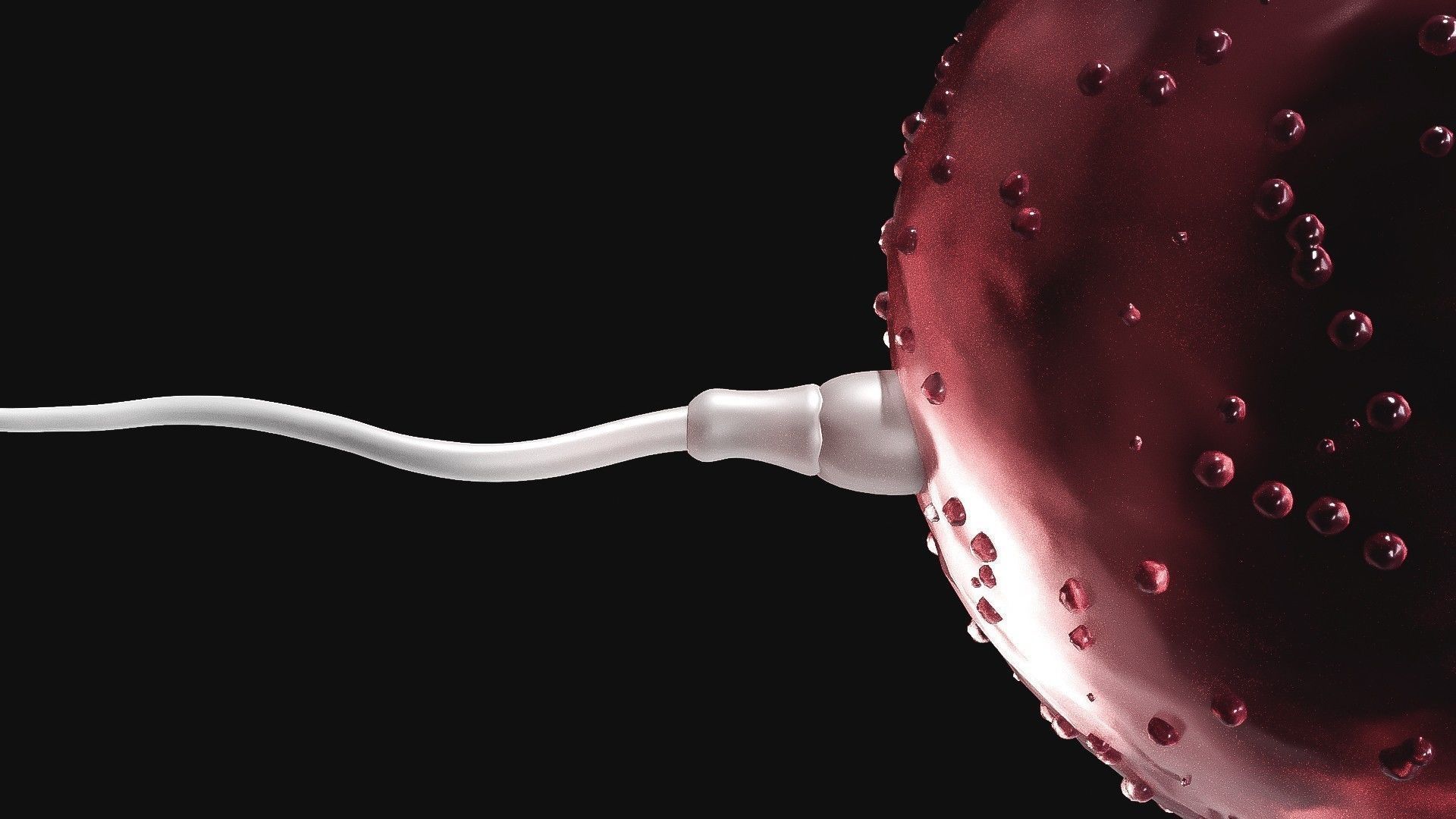 Sperm Cell  With  Egg   Low-poly 3D model_8