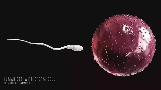 Sperm Cell  With  Egg   Low-poly 3D model
