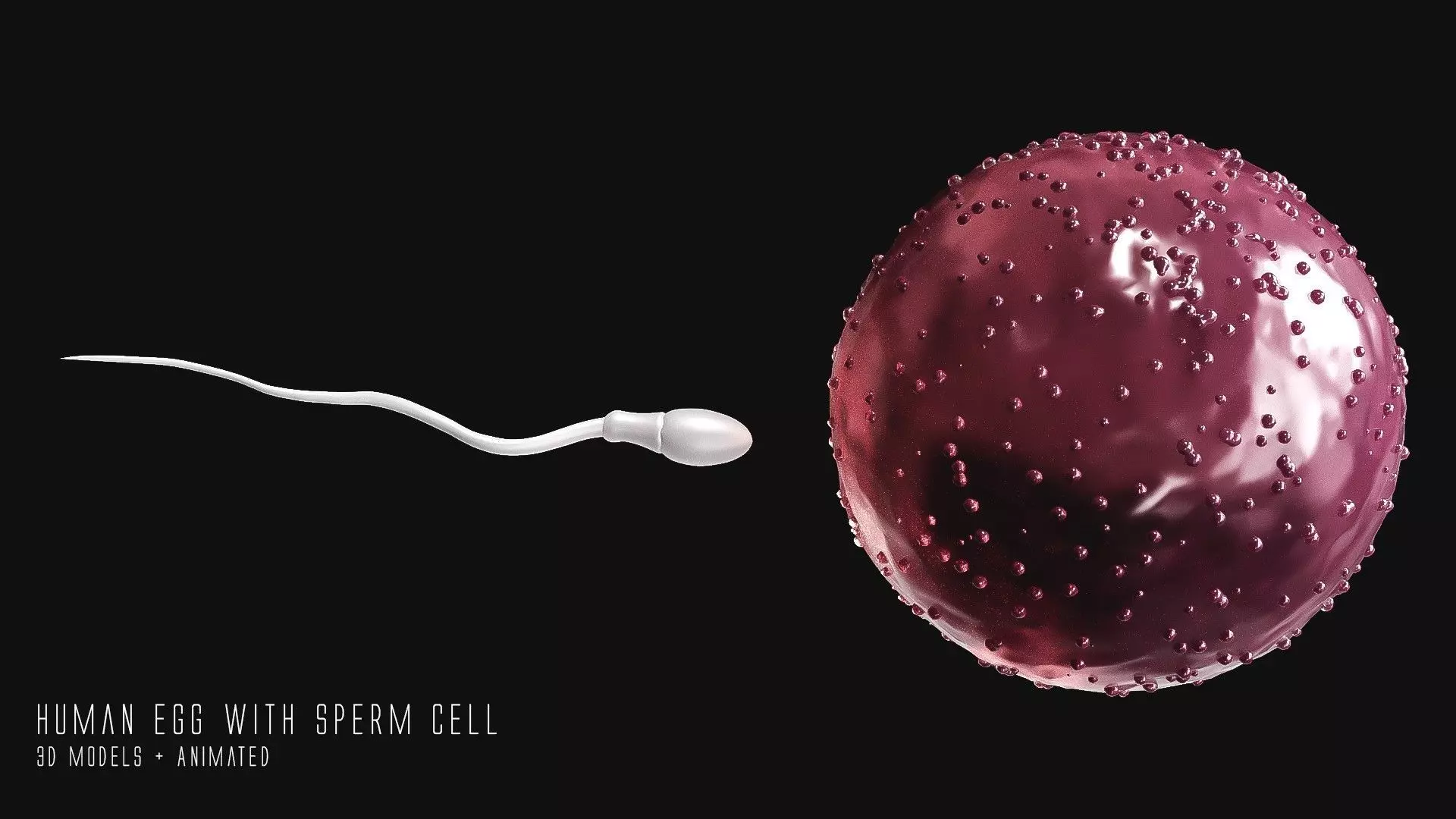 Sperm Cell  With  Egg   Low-poly 3D model_0