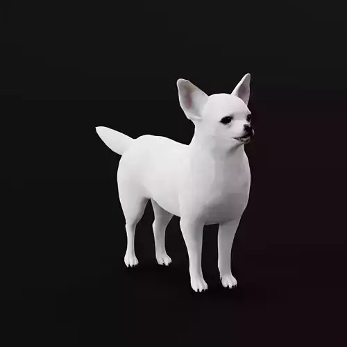 Spitz Dog Mixed Breed 3D model