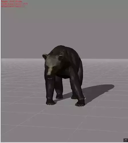 Bear v1