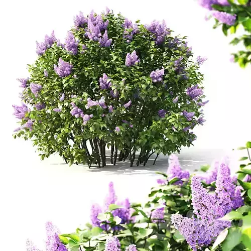 decoration Flower cluster Plant flowers 3D model