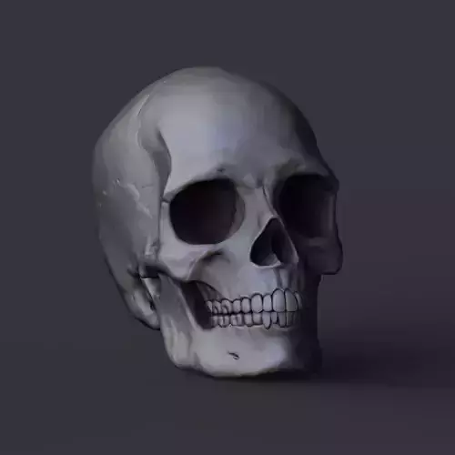 Skull