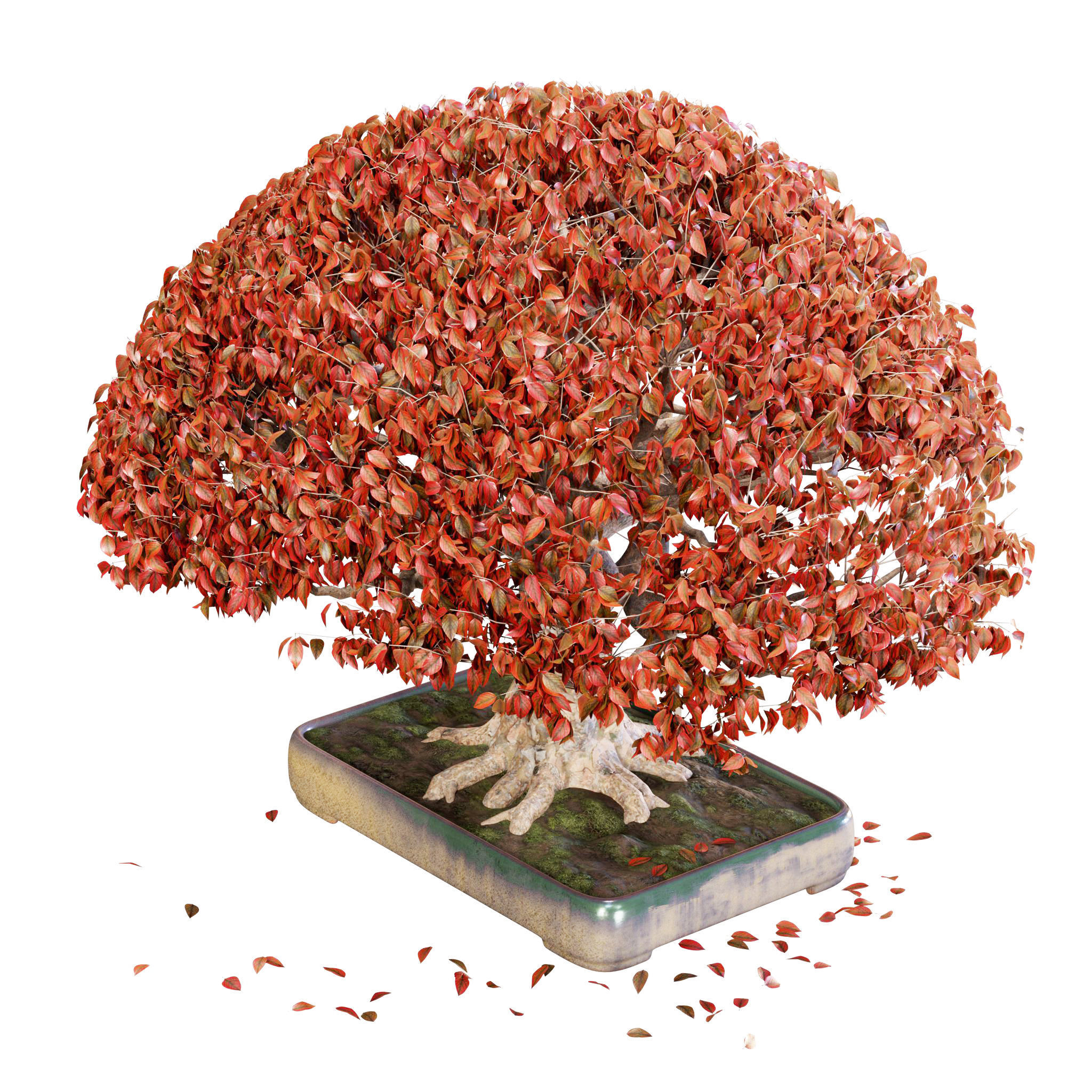 Bonsai 03 - PBR - Midpoly - HQ 3D model_4