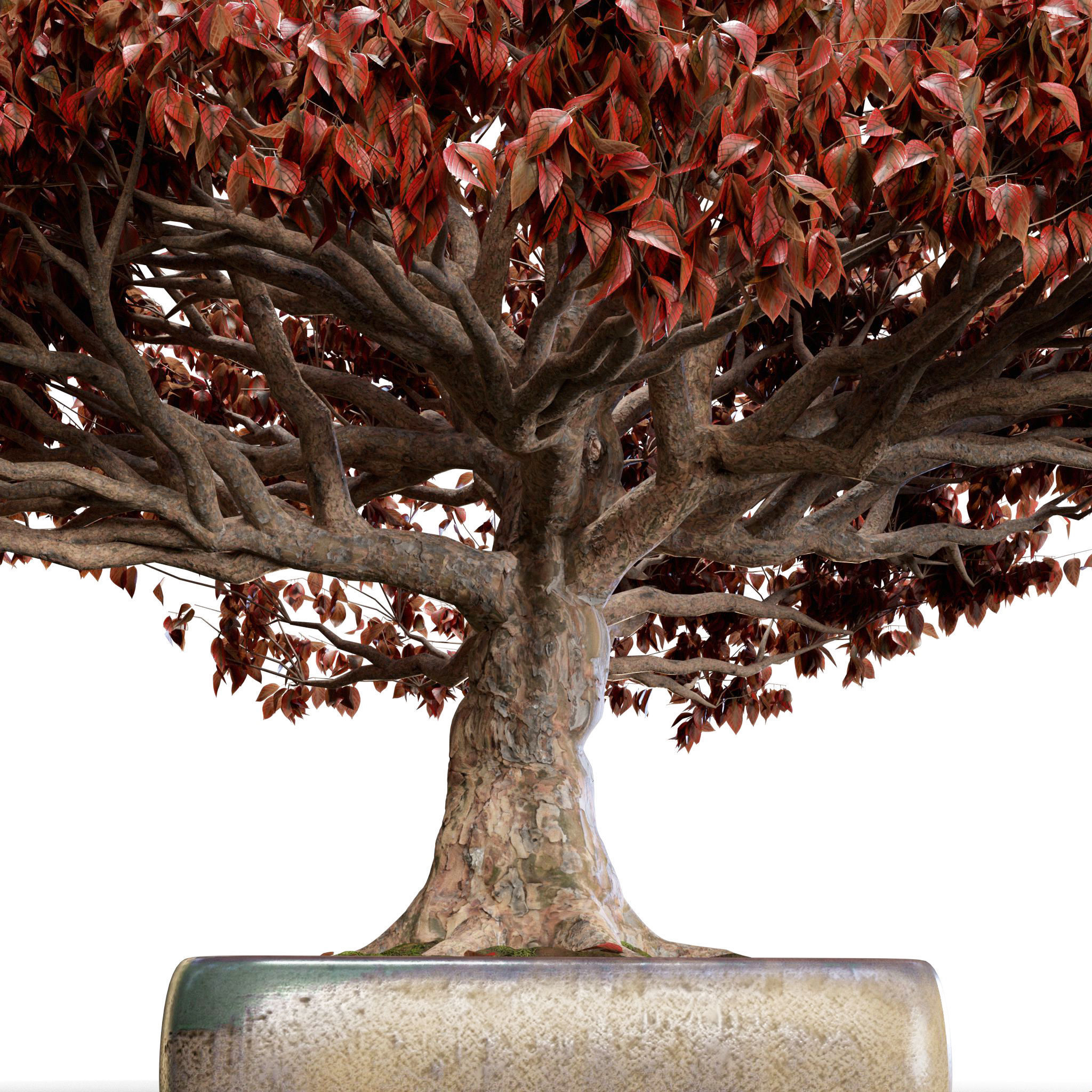 Bonsai 03 - PBR - Midpoly - HQ 3D model_8