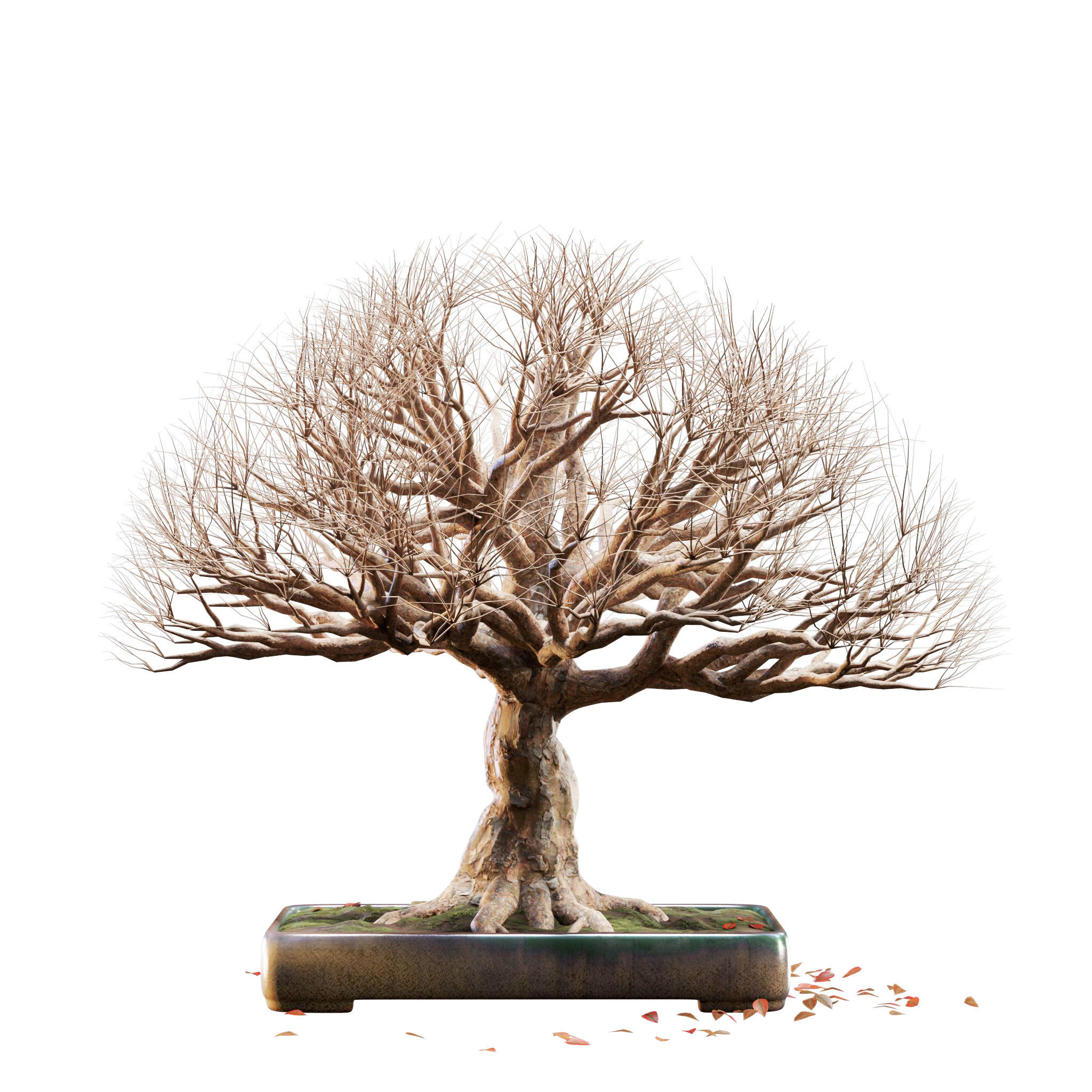 Bonsai 03 - PBR - Midpoly - HQ 3D model_11