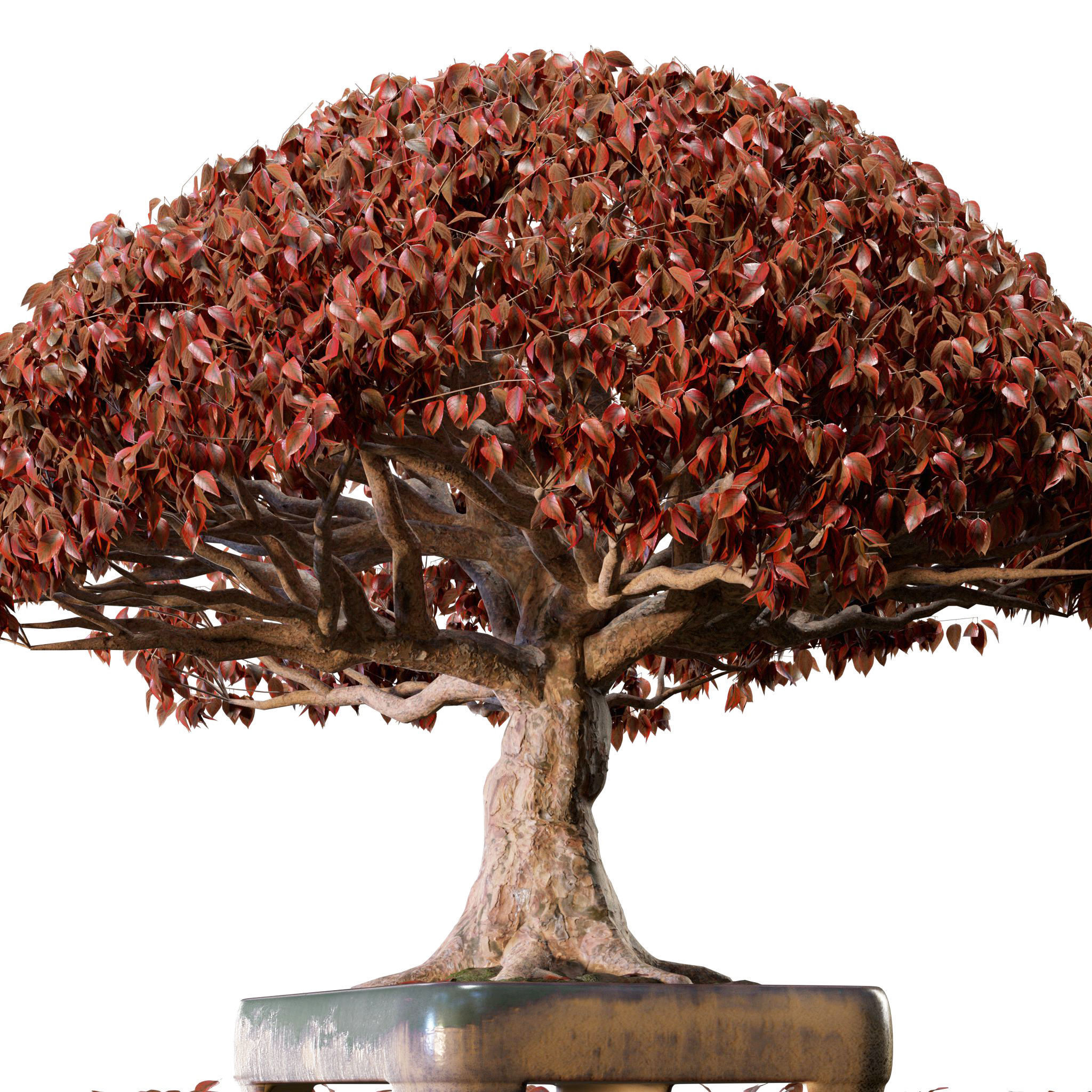 Bonsai 03 - PBR - Midpoly - HQ 3D model_7